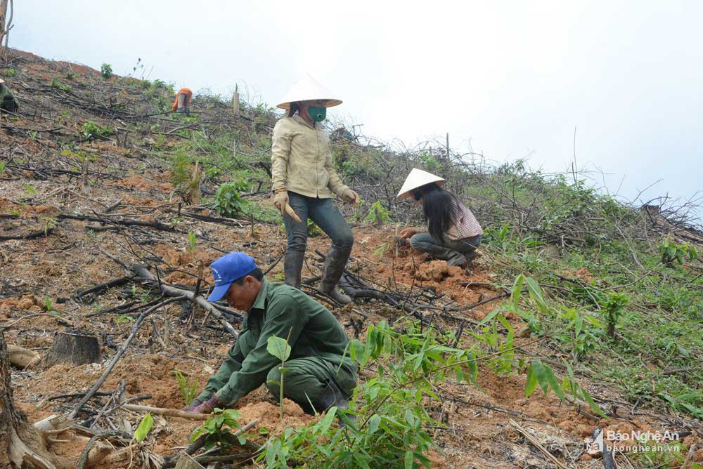 Nhiều hộ gia đình ở Nghệ An phát triển kinh tế từ trồng rừng. Ảnh tư liệu