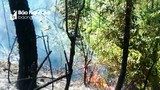 Cháy rừng thông ở Nghệ An