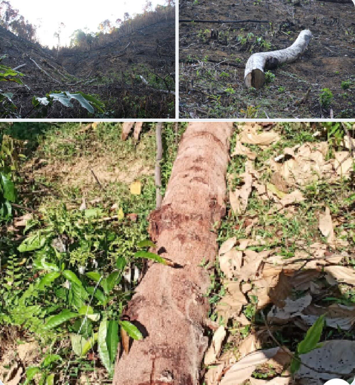 Khu vựa rừng bị chặt phá thuộc địa bàn xã Châu Thuận, huyện Quỳ Châu.