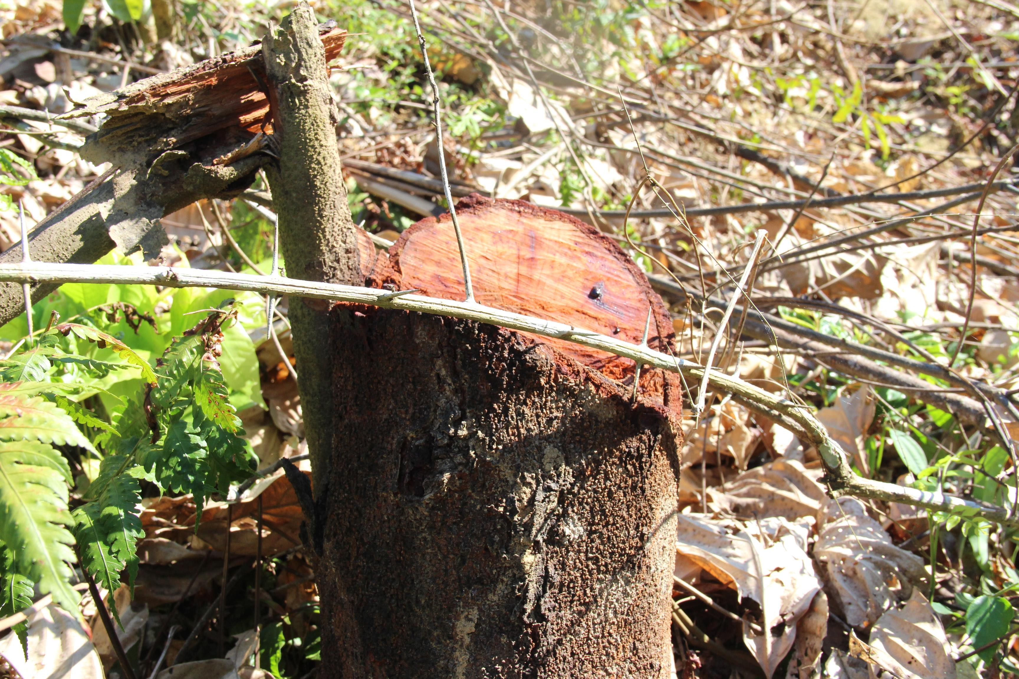 vùng rừng này có một số cây gỗ có giá trị cao như lim xanh, đường kính khoảng 25 – 30cm. 