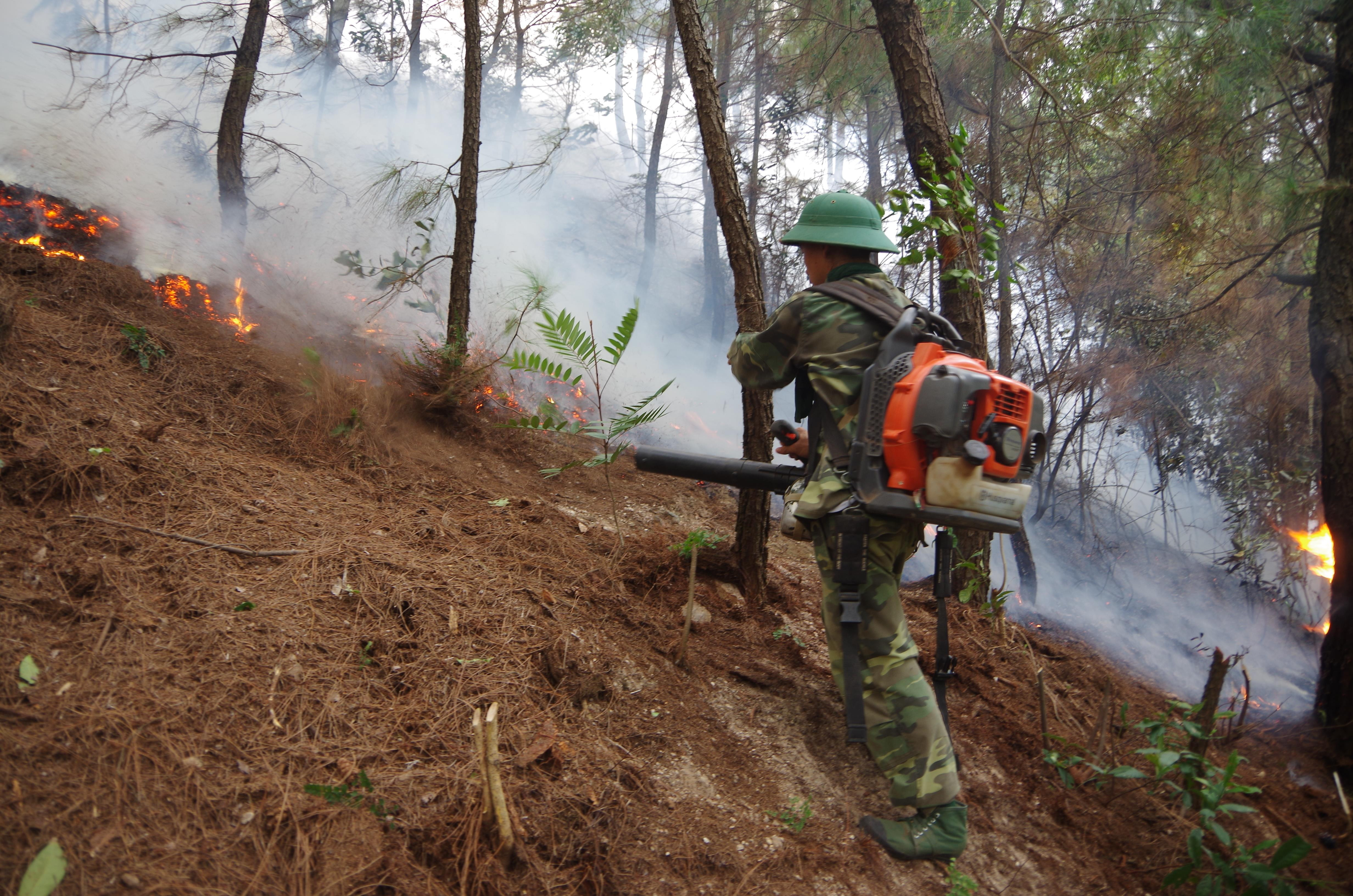 Cán bộ chiến sỹ Bộ CHQS tỉnh và Lữ đoàn công binh 414 tham gia chữa cháy rừng thông. Ảnh: Trọng Kiên