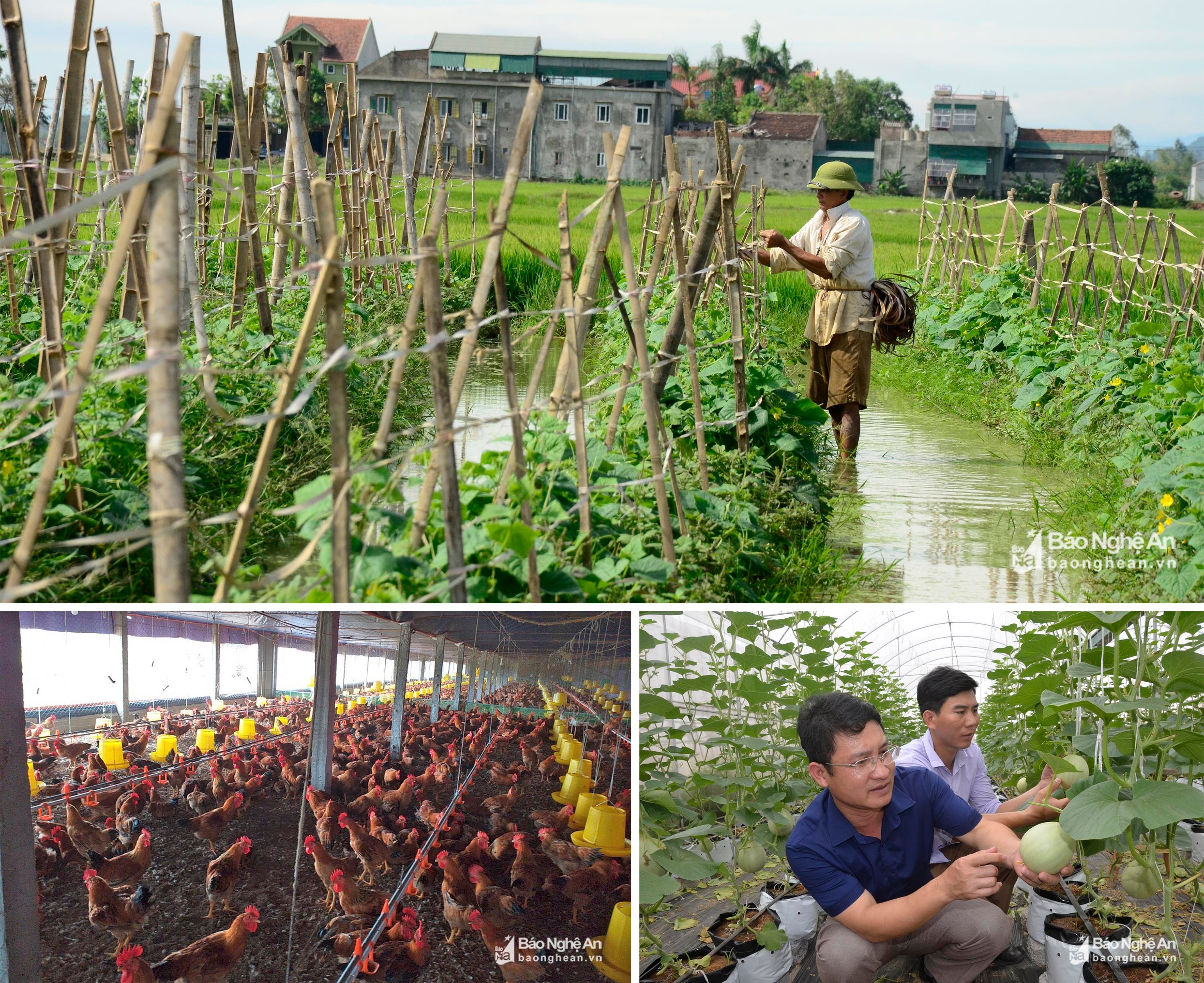 Các mô hình trồng dưa chuột trên đất ruộng ở Nghi Hoa,  chăn nuôi gà ở Nghi Kiều và trồng dưa lưới trong nhà giàn ở xã Nghi Long (Nghi Lộc). Ảnh: Hoa - Lê