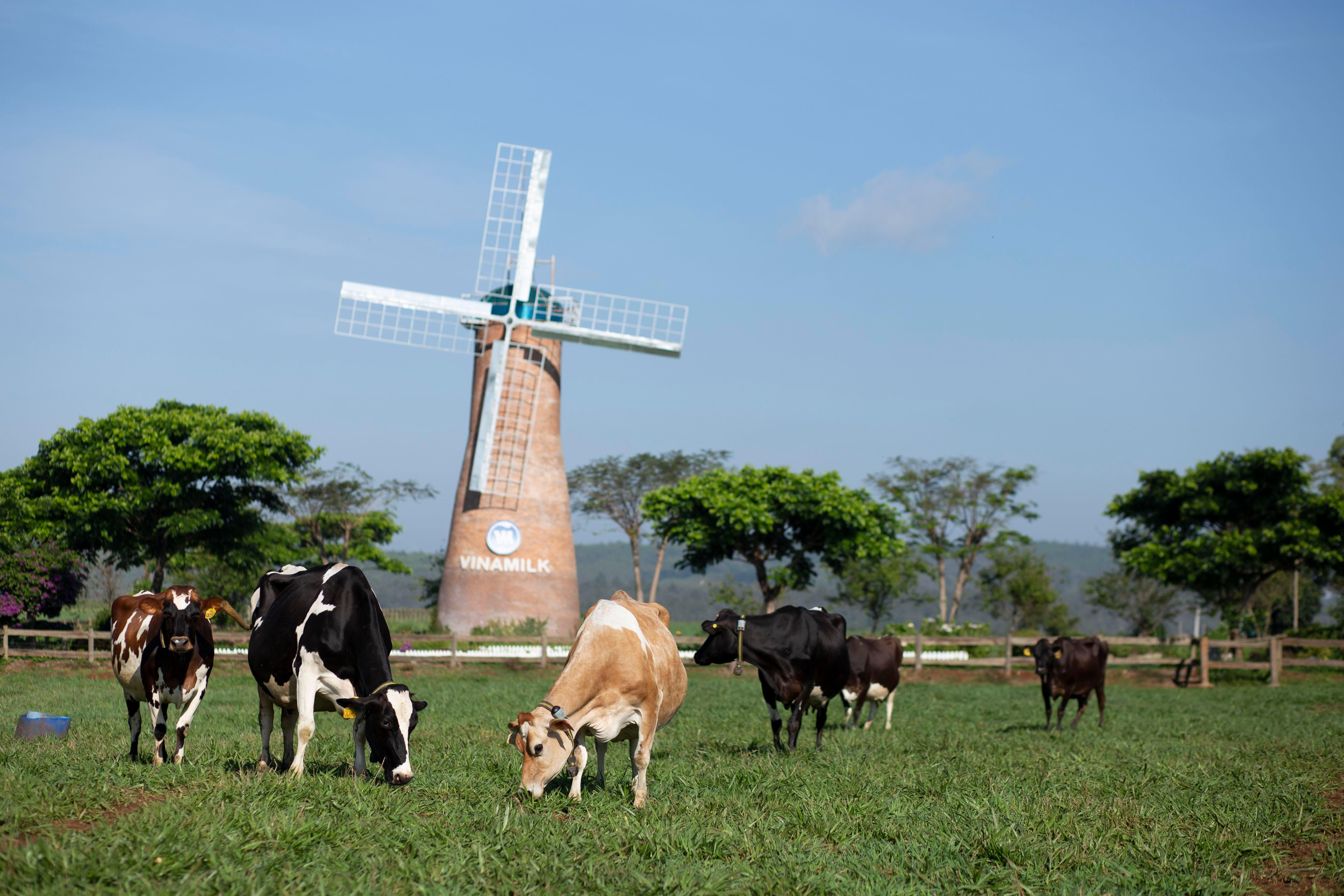 Các trang trại bò sữa Organic của Vinamilk là một trong những điểm nhấn được Hội nghị đánh giá cao. Ảnh: PV