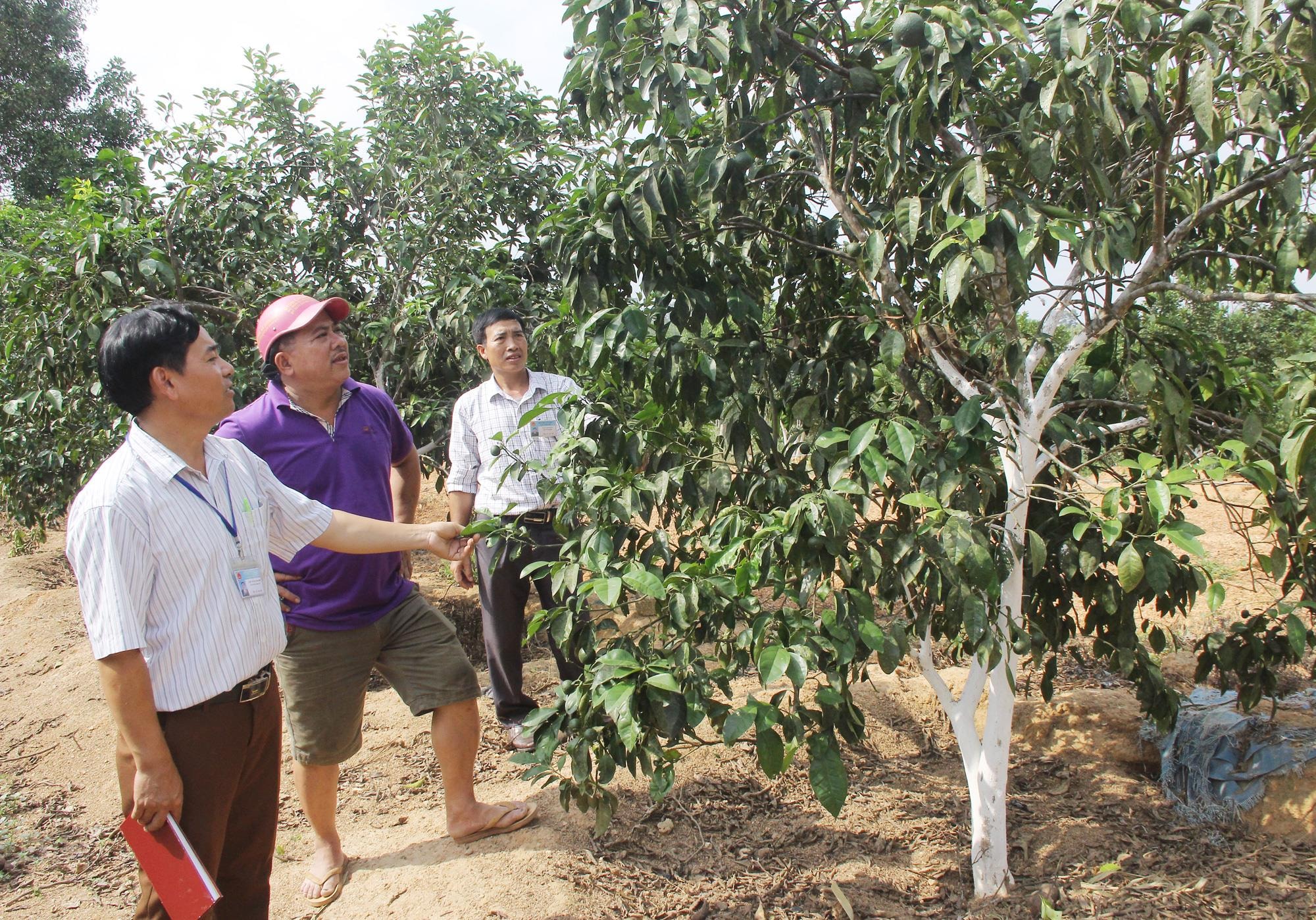 Phát huy vai trò MTTQ và cácr tổ chức thành viên trong phát triển kinh tế, nâng cao đời sống nhân dân. Ảnh: Mai Hoa