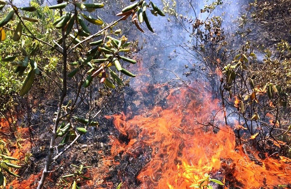 iện trường vụ cháy rừng ở núi Thành cháy cả sim đang cho mùa đơm hoa kết quả. Ảnh: Khánh An