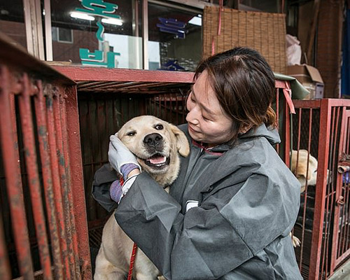 Một nhà hoạt động âu yếm chú chó được giải cứu ở Gupo hôm 1/7. Ảnh: HSI