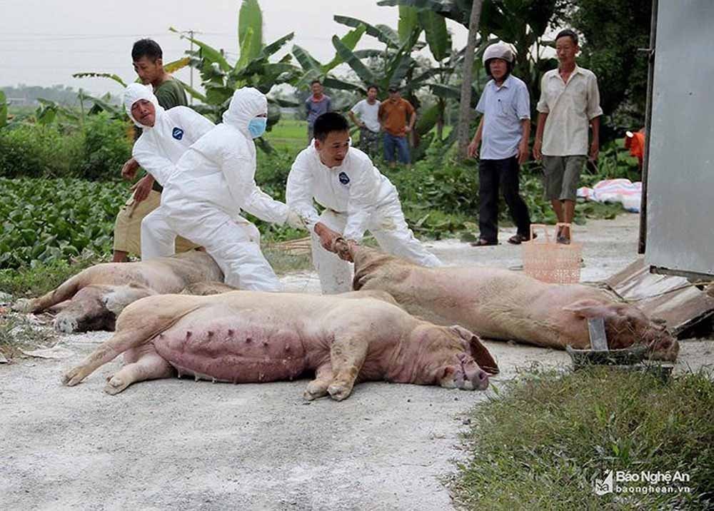 Đàn lợn nái của gia đình anh nguyễn Văn Hòa, xóm Long Minh, xã Minh Sơn (Đô Lương) phải tiêu hủy vì nhiễm dịch tả lợn châu Phi. Ảnh: Xuân Hoàng