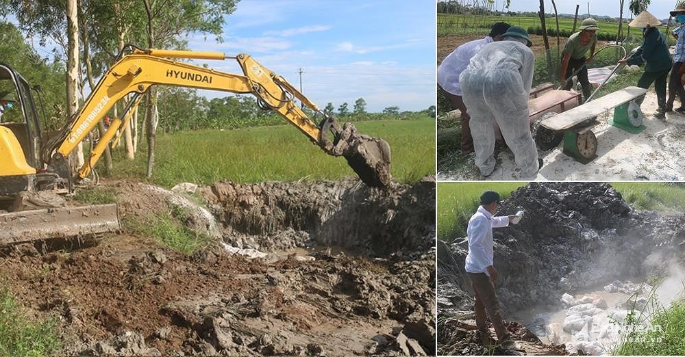 Huyện Quỳnh Lưu tiêu hủy lợn dịch. Ảnh tư liệu