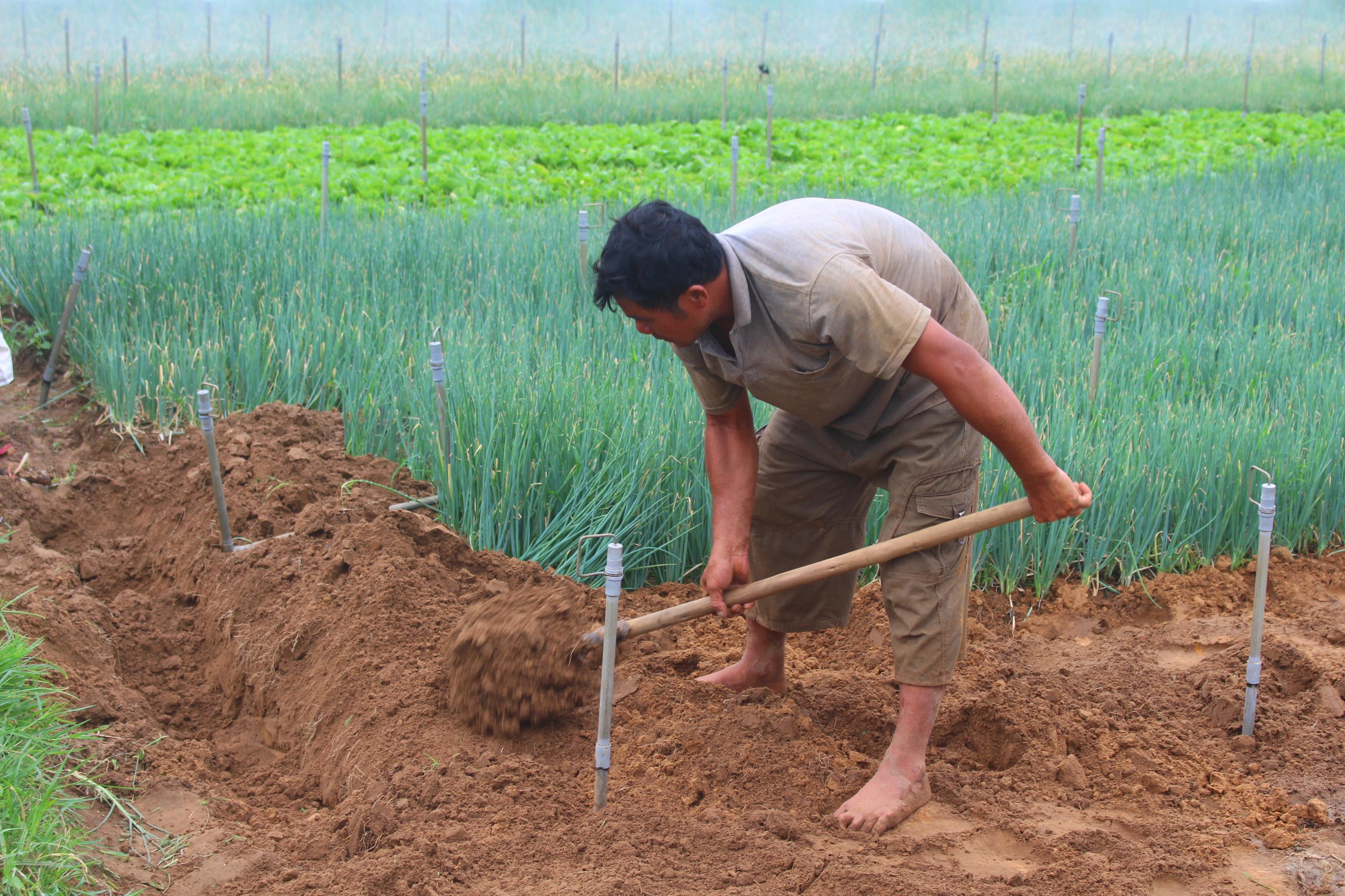 Nông dân ra đồng khơi thông luống đất để khi mưa xuống không bị ngập. Ảnh: Việt Hùng