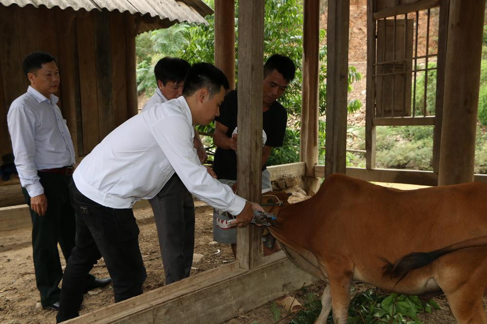 Cùng với bàn giao bò, cán bộ Thú y cũng tổ chức tiêm phòng dịch cho đàn trước khi nhập đàn. Ảnh: Nguyễn Hải