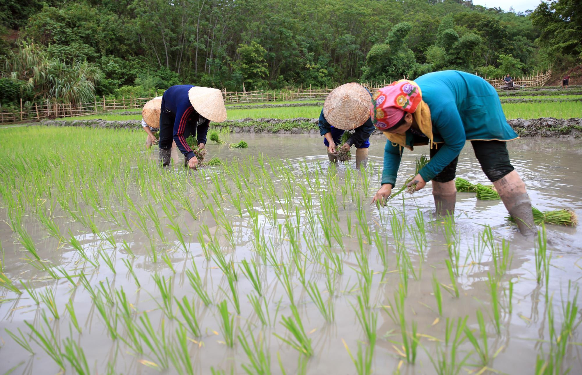 Vụ hè thu 2019, người dân huyện Tương Dương sử dụng những loại giống như: Sông Lam 9, Thiêu ưu, Nghệ An 2... Đây là những giống lúa mang lại năng suất cao, phù hợp với thời tiết và thổ nhưỡng của huyện miền núi này. Ảnh: Hồ Phương