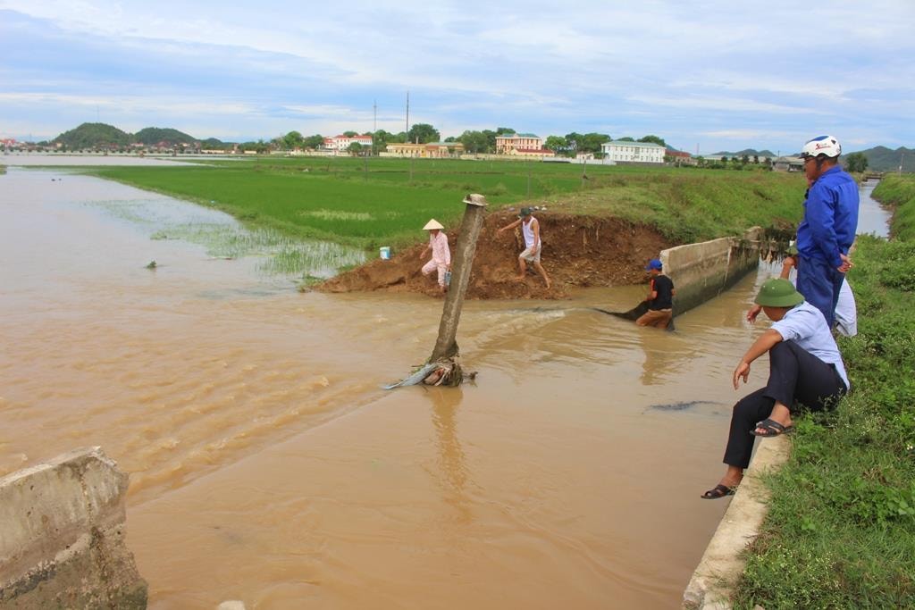 Kênh Nam Vực Mấu qua địa bàn xóm 16, xã Quỳnh Văn (Quỳnh Lưu) bị vỡ khiến hàng chục ha lúa và rau màu ngập nước. Ảnh: Việt Hùng