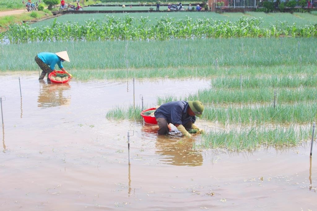 Mưa to kéo dài trong đêm 3/7 khiến hơn 120 ha rau màu ở vùng bãi ngang bị ngập. Ảnh: Việt Hùng