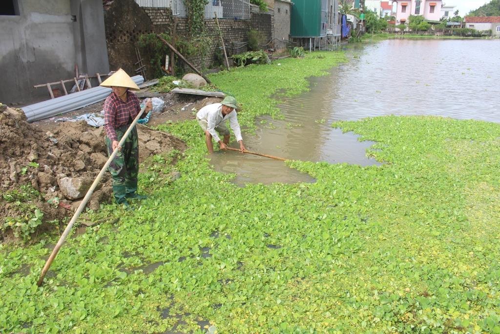 Người dân vùng trồng lúa đang tích cực dọn bèo tây theo dòng nước dạt vào ruộng. Ảnh: Việt Hùng