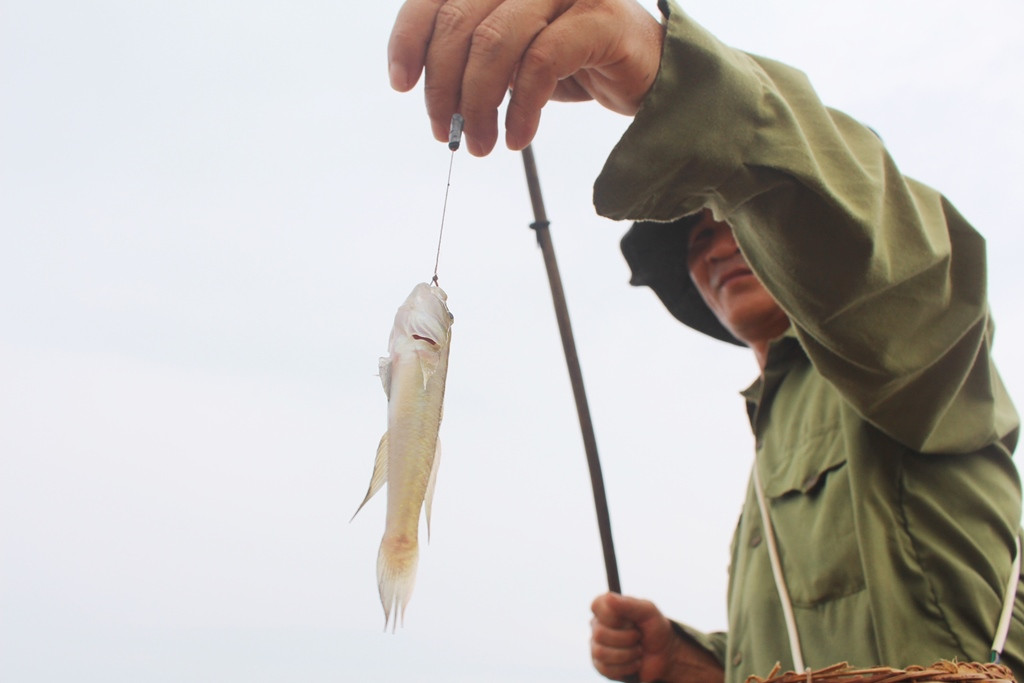 Ông Nguyễn Văn Hưng ở xã Quỳnh Minh cho biết, muốn câu được cá bống phải chờ khi nước xuống thì mới dễ câu. Chỉ cần chịu khó câu 2 – 3 giờ đồng hồ là có hơn 1,5 kg cá. Thịt cá bống thơm, ngon và có nhiều công dụng cho sức khỏe con người nên hiện có giá bán 200.000 đồng/kg. 