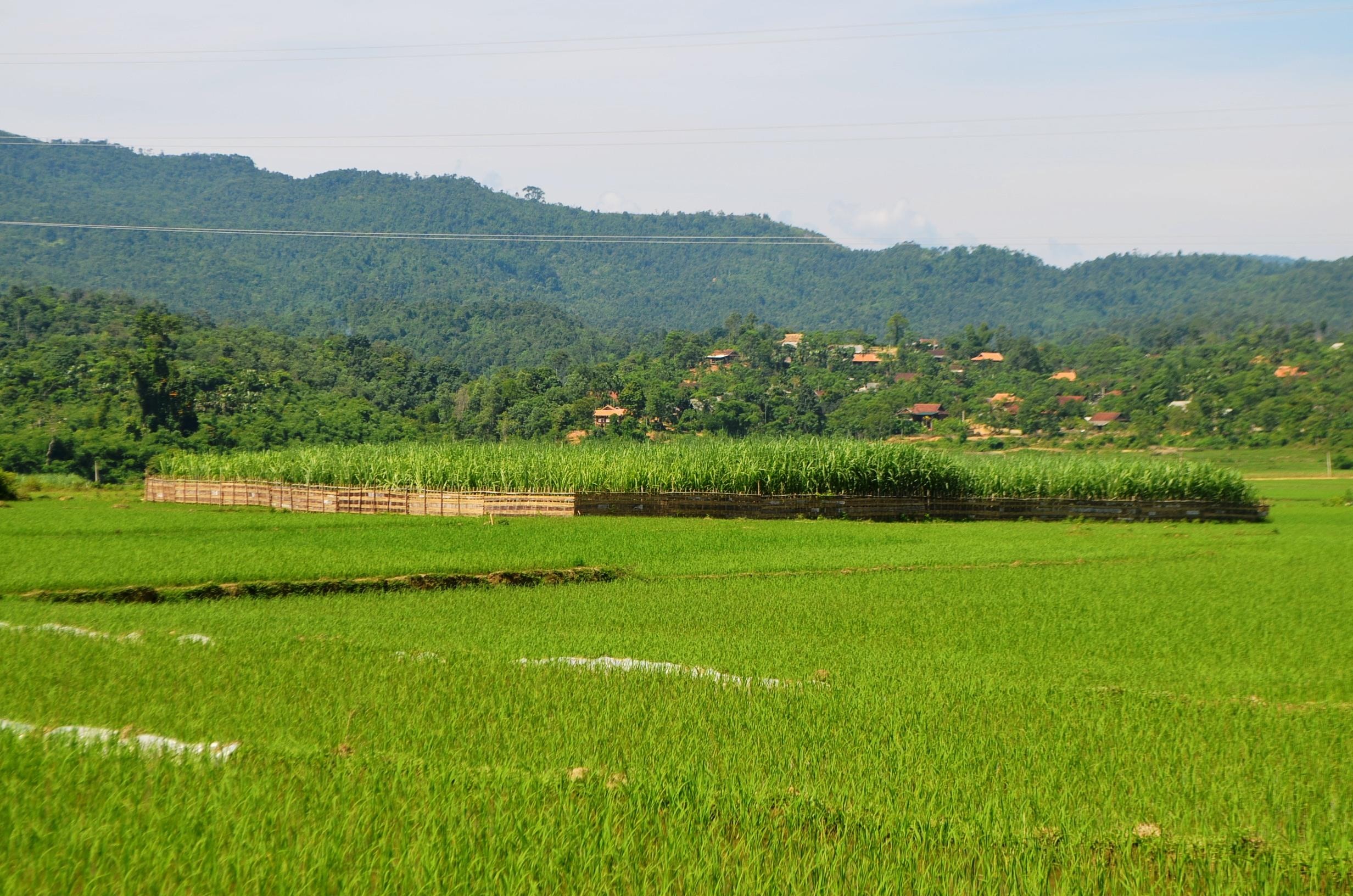 Diện tích rừng ở huyện Quỳ Châu. Ảnh: Thành Duy