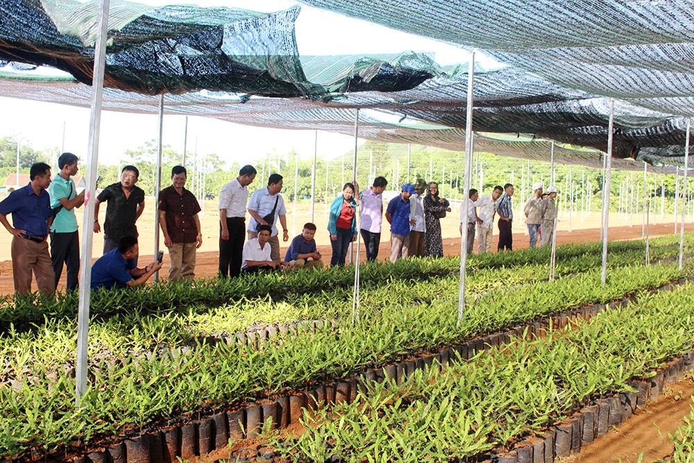 Đoàn tham quan mô hình vườn ươm giống cây mắc ca. Ảnh: Bá Hậu