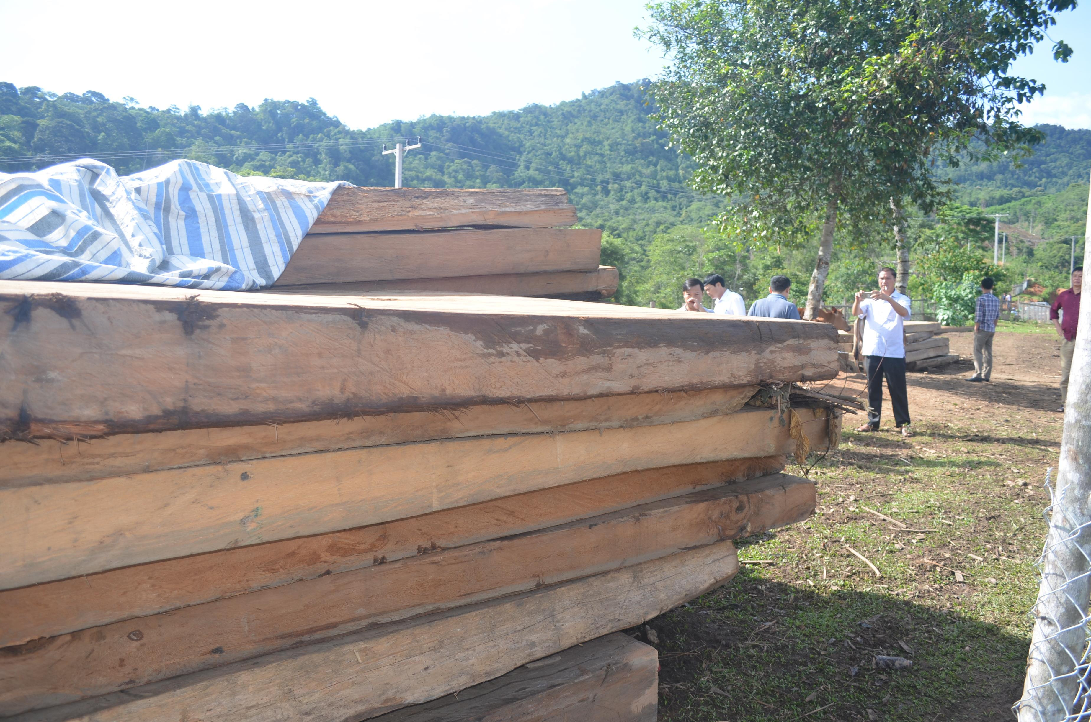 Trong chuyến thực địa đường tuần tra biên giới Lào, đoàn công tác giúp huyện Xăm Táy phát hiện, thu giữ trên 20m3 gỗ lậu, là loại gỗ sa mu dầu và pơ mu