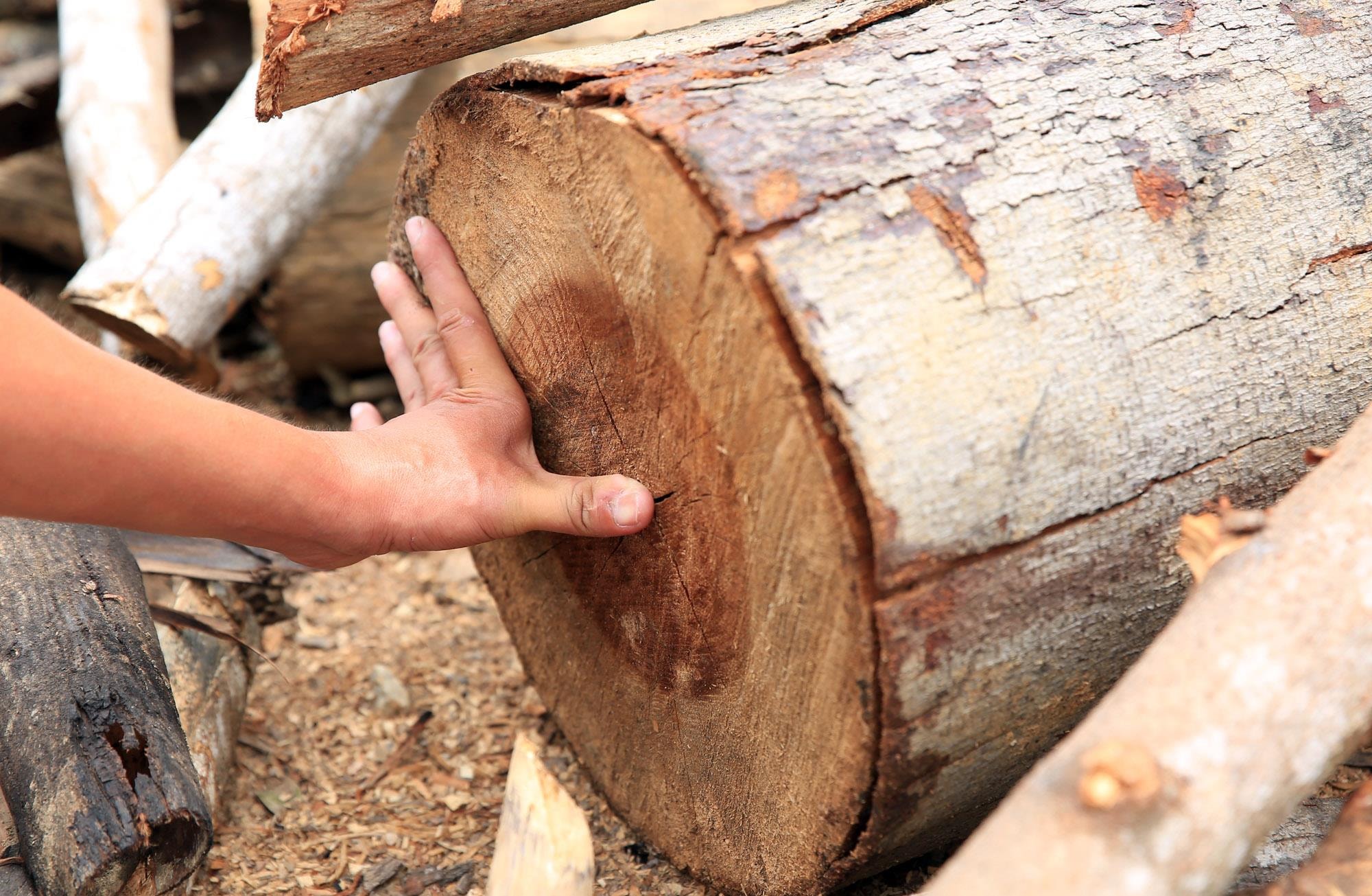 Nhiều khúc gỗ đã được cắt ngắn ra có đường kình hơn 40cm. Điều đáng nói, không biết các chủ lò mua về hay khai thác ở khu vực nào. Trong khi trong những năm qua, chính phủ đang có quy định về cấm cửa rừng. Ảnh: Đào Thoậ́m cửa rư