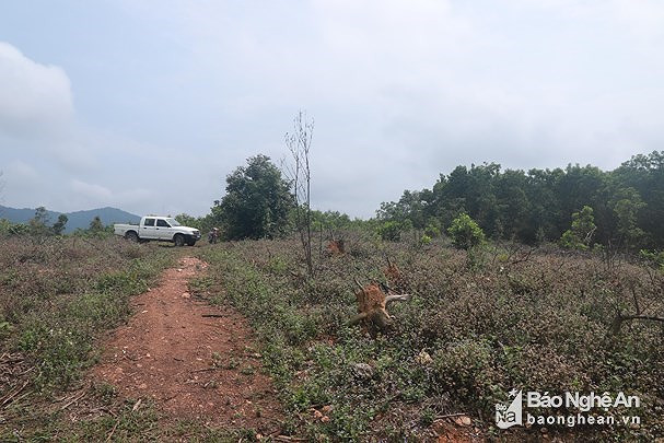 Diện tích rừng phòng hộ bị khai thác trái phép tại xã Tân Thắng, huyện Quỳnh Lưu. Ảnh tư liệu Thành Duy.