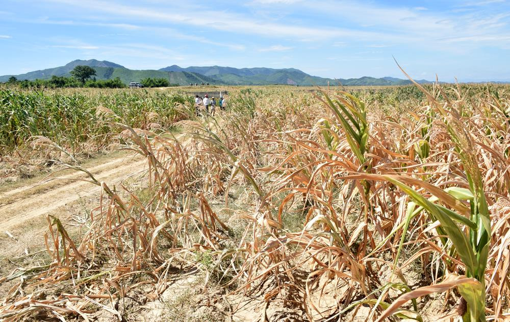 Nhiều vùng trên địa bàn huyện Anh Sơn đã xảy ra tình trạng đồng khô, cỏ cháy dẫn đến thức ăn tự nhiên không đủ đáp ứng cho đàn gia súc. Ảnh: Xuân Hoàng