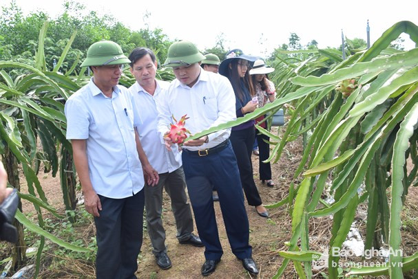 Mô hình trồng thanh long ruột đỏ theo công nghệ Nhật Bản do Trạm Khuyến nông huyện Đô Lương thực hiện tại xã Xuân Sơn. Ảnh Xuân Hoàng