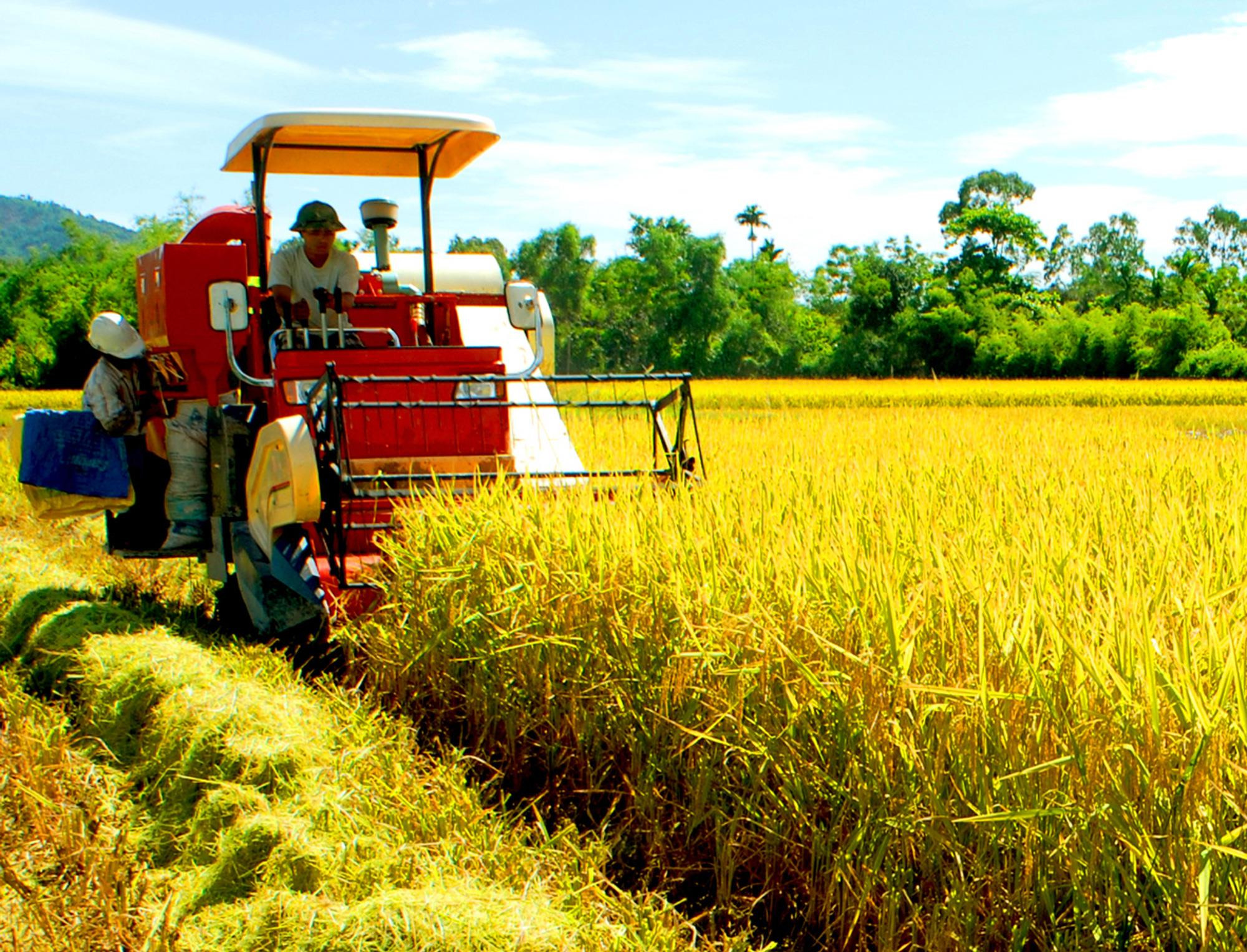 Huyện Yên Thành có 35 - 40 % diện tích lúa hàng hóa. Ảnh: Minh Chi