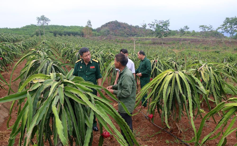 Hội CCB huyện Tân Kỳ tham quan mô hình trồng thanh long của gia đình ông Nguyễn Văn Hữu. Ảnh: 
