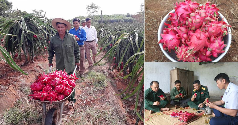 Mỗi năm thanh long cho quả kéo dài từ 5 đến 6 tháng, trung bình 3 quả có trọng lượng 1kg. Ảnh: Cẩm Tú