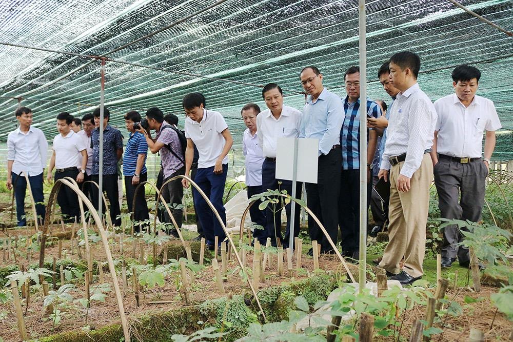 Các đại biểu tham quan mô hình trồng cây sâm Pũailaileng tại Mường Lống. Ảnh: Lữ Phú