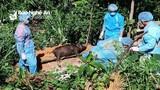 Quế Phong: Dịch tả lợn châu Phi lây lan phức tạp, khó kiểm soát 