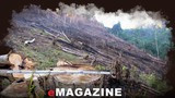 Quỳ Châu: 'Máu rừng' lại chảy