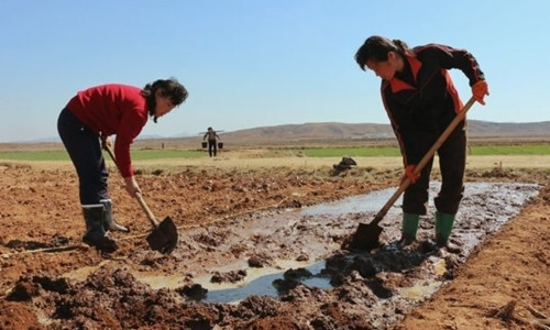 Nông dân Triều Tiên làm việc trên đồng ruộng trong vụ mùa năm 2019. Ảnh: WFP.