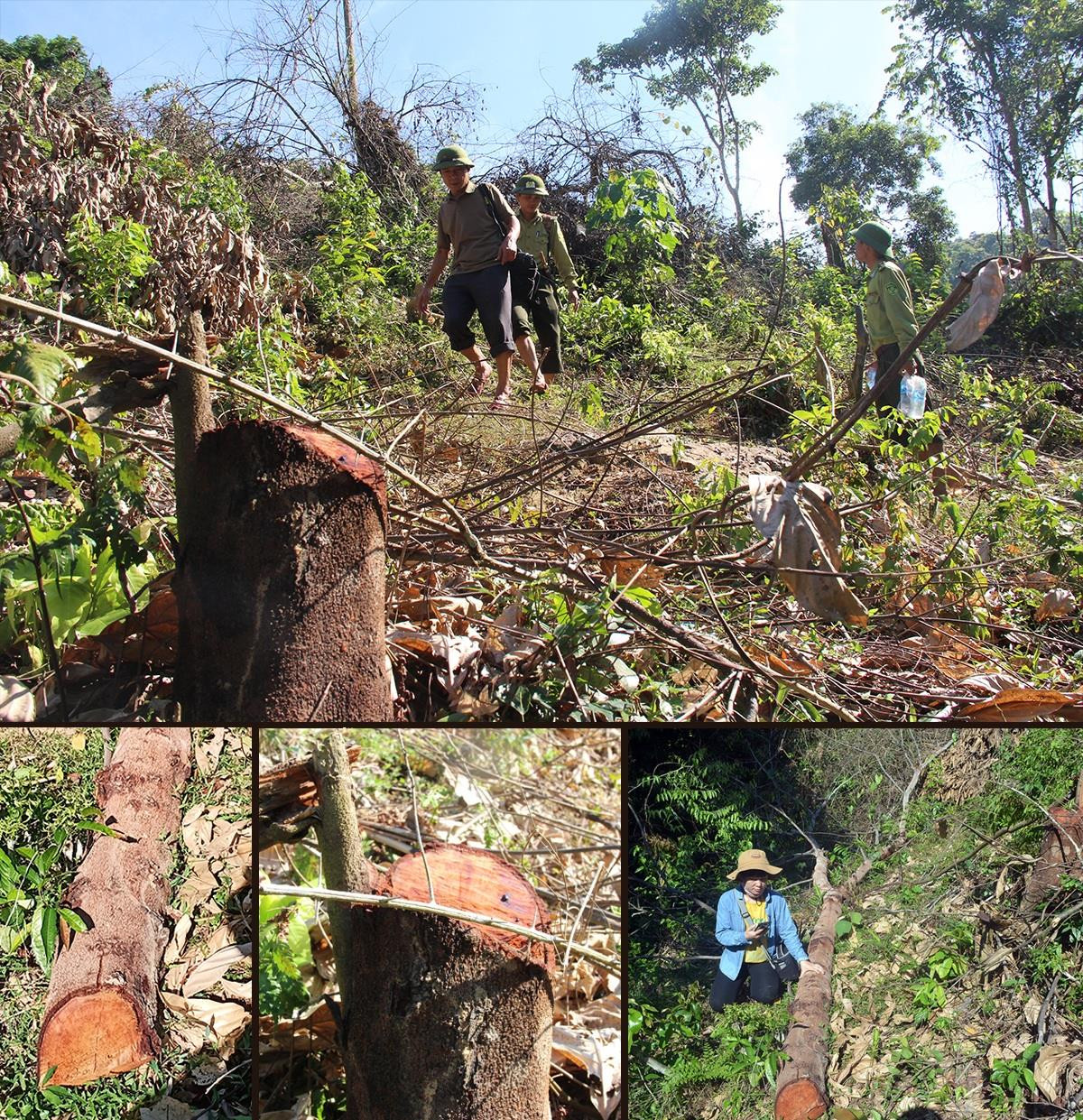 PV Báo Nghệ An điều tra thực tế tại khu vực rừng bị phá tại bản Men, xã Châu Thuận. Ảnh: Gỗ lim xanh bị chặt hạ.