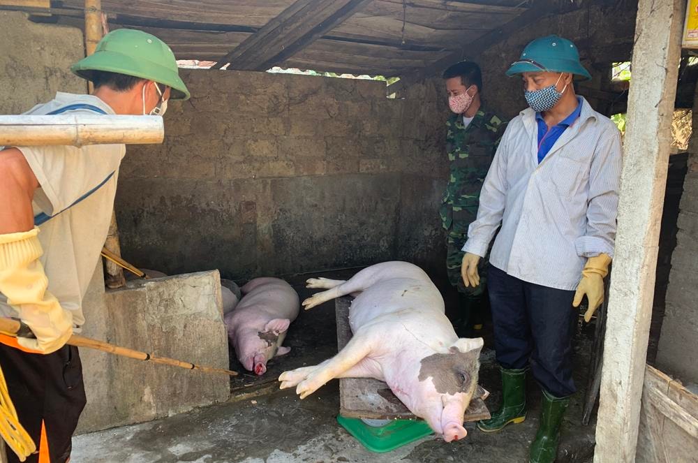 Dịch tả lợn châu Phi xuất hiện tại xóm Yên Khang, xã Hưng Đông (TP.Vinh). Ảnh: Võ Huyền