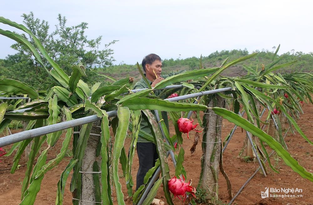 Mô hình trồng thanh long ruột đỏ của nông dân xã Giai Xuân, Tân Kỳ thu hàng trăm triệu đồng/năm. Ảnh: tư liệu