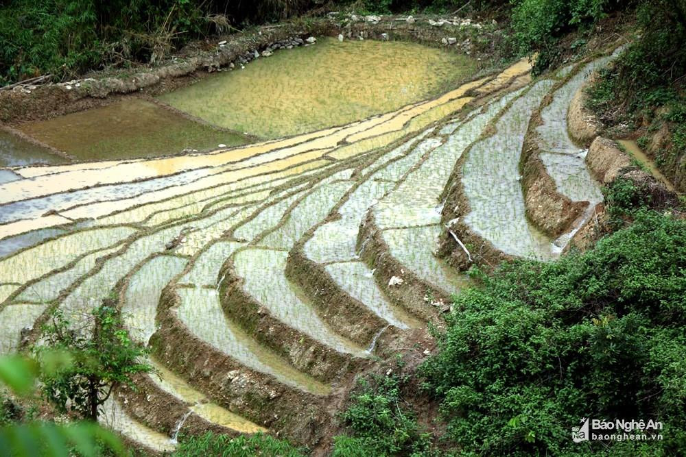 Sản xuất lúa nước trên ruộng bậc thang ở Keng Đu (Kỳ Sơn). Ảnh: Đào Thọ