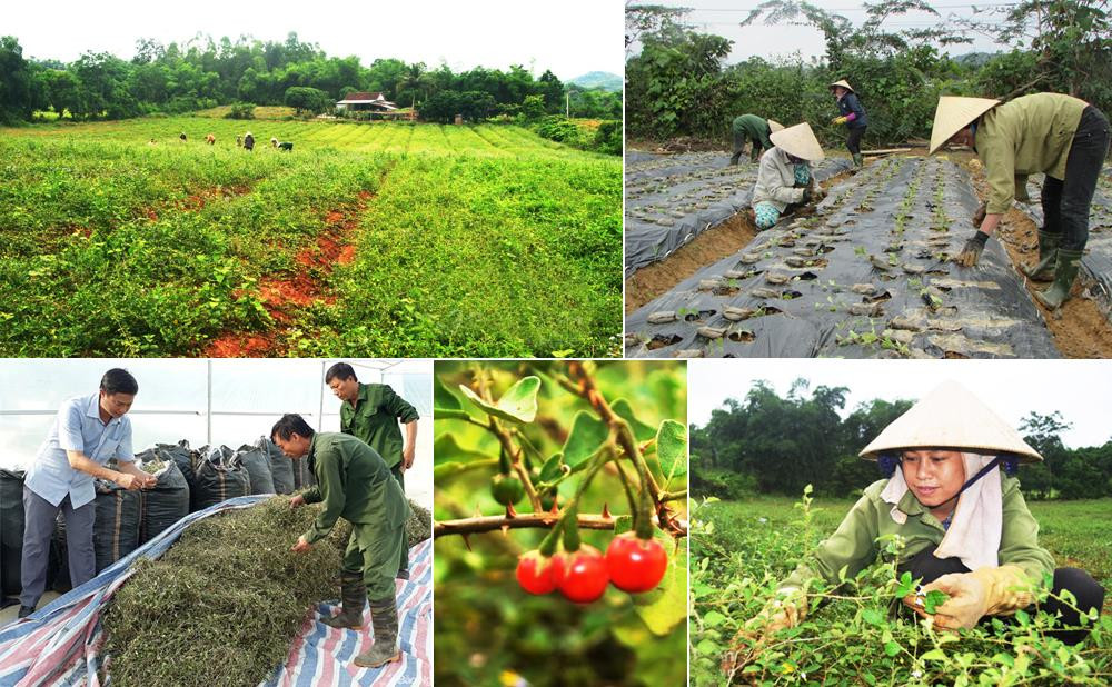 Cây dược liệu được trồng trên nhiều địa phương của tỉnh Nghệ An. Ảnh: Tư liệu