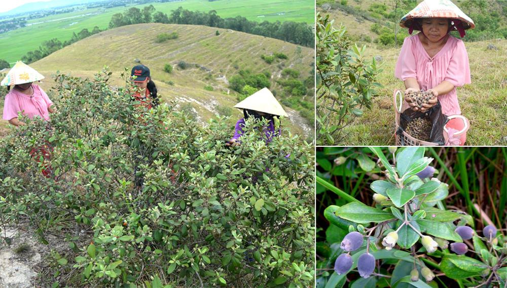 Những ngày này, người dân khu vực rú Nhón (Hưng Nguyên) đổ xô thu hoạch sim. Ảnh: Thanh Phúc