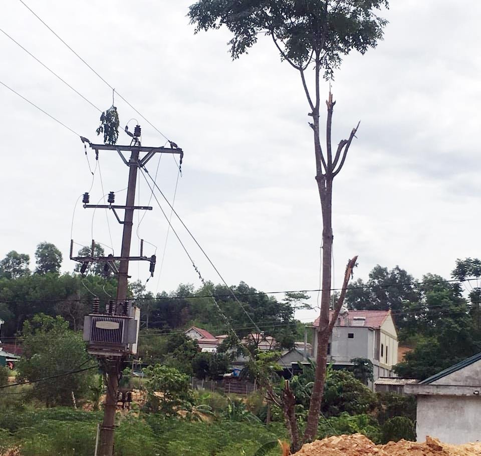 Cây xoan đâu anh Tuấn trèo lên chặt nằm sát với đường điện 35kV. Ảnh: N.H