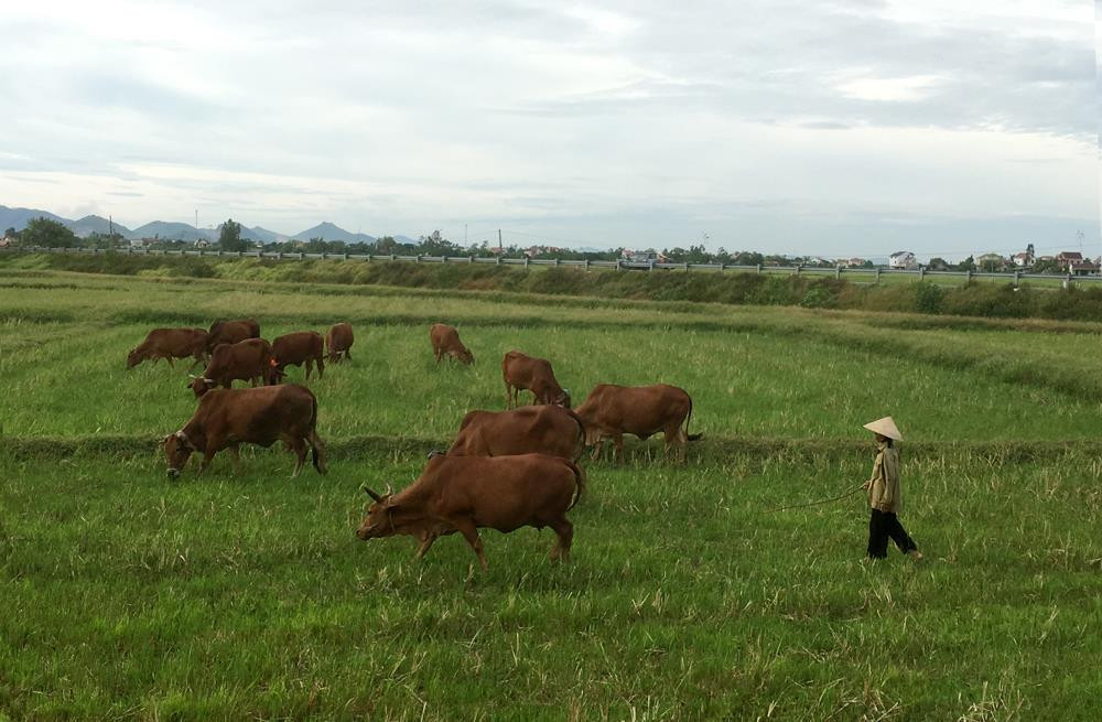 Cánh Đồng Lời của xóm 10 xã Hưng Thông, huyện Hưng Nguyên thành nơi chăn thả trâu bò. Ảnh: Phú Hương
