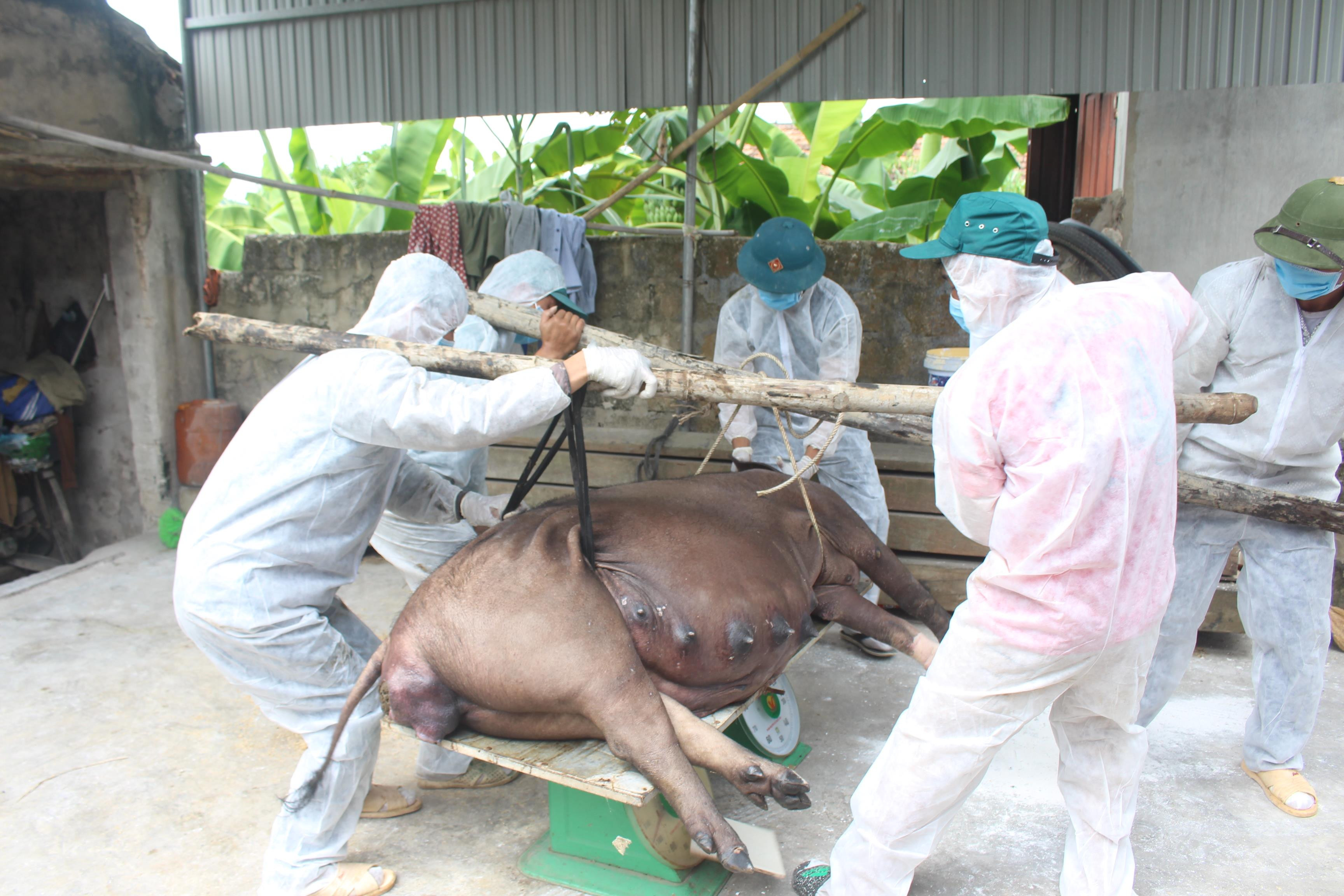 Tiêu hủy lợn bị nhiễm dịch tả lợn châu Phi trên địa bàn xã Quỳnh Mỹ, huyện quỳnh Lưu. Ảnh: Việt Hùng