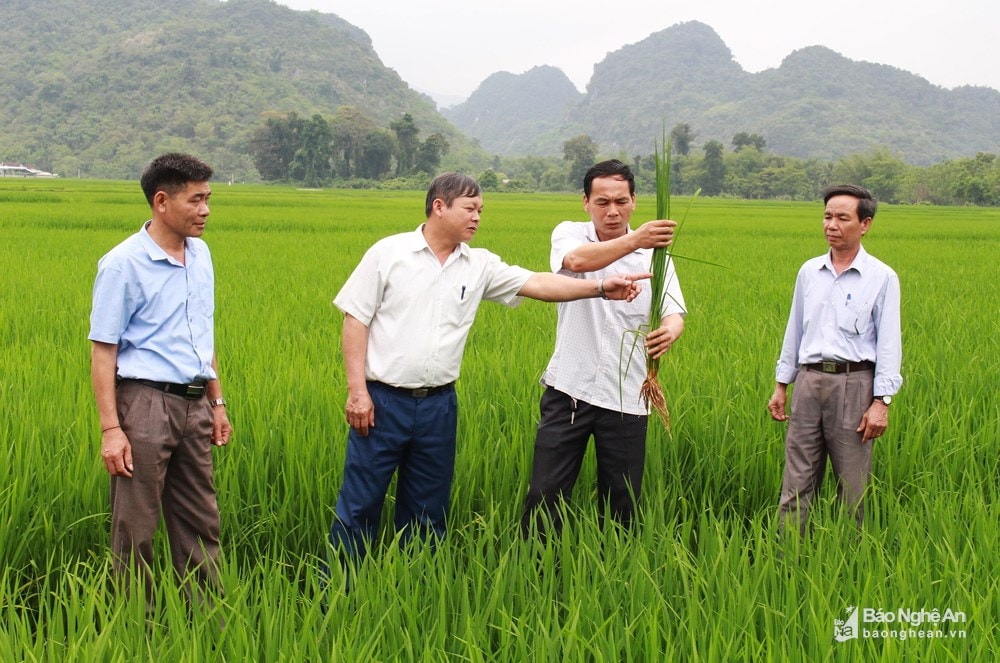 Chủ tịch UBND xã Châu Cường (Quỳ Hợp) Lưu Xuân Điểm cùng cán bộ xã khảo sát giống lúa mới của bà con nông dân. Ảnh tư liệu Phương Thúy