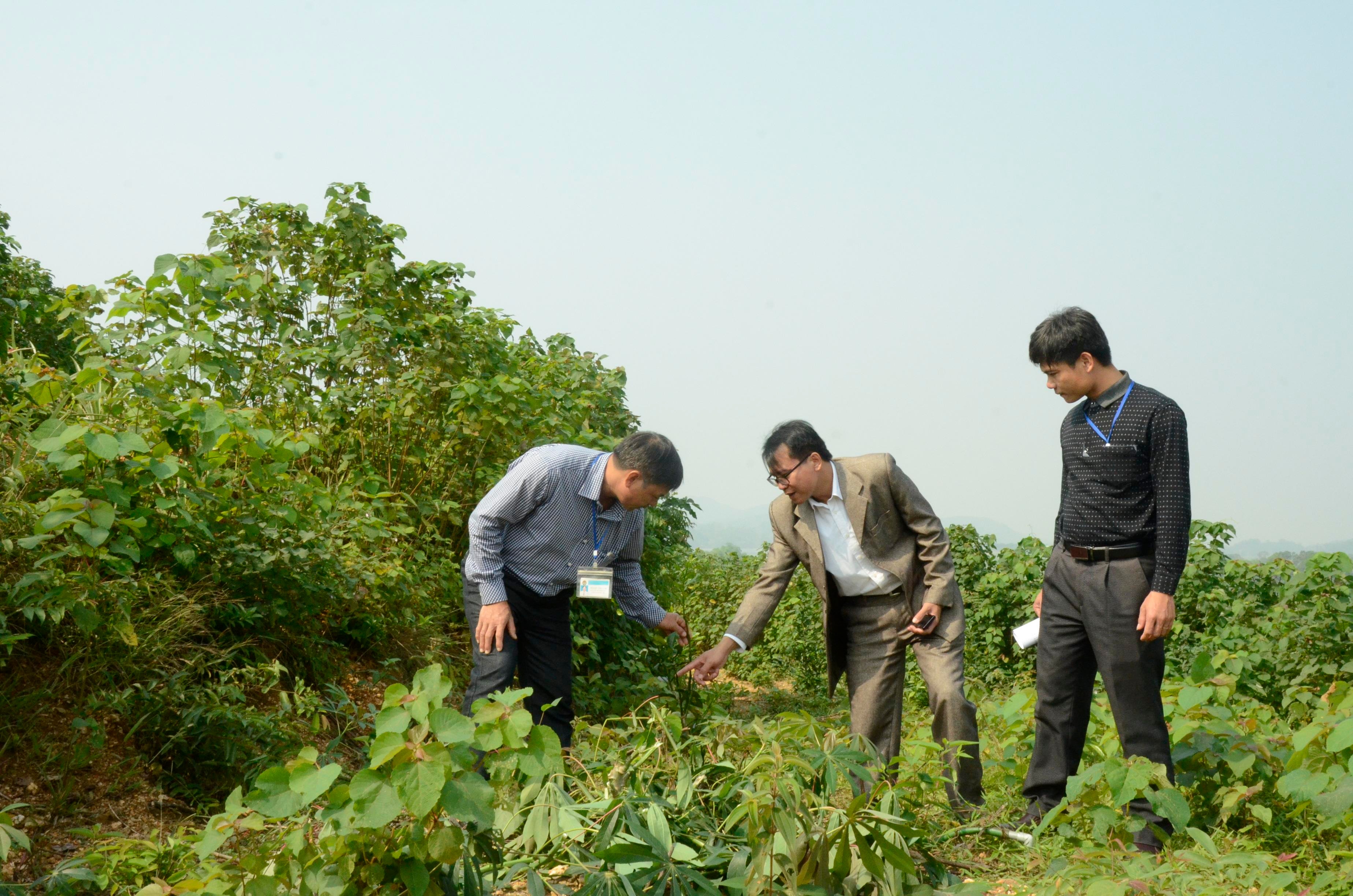 Cán bộ Ban Tuyên giáo Huyện ủy Anh Sơn tham quan mô hình phát triển kinh tế vườn đồi tại xã Tào Sơn, Anh Sơn kiểm tra mô hình vườn đồi tại xã Tào Sơn. Ảnh: P.V