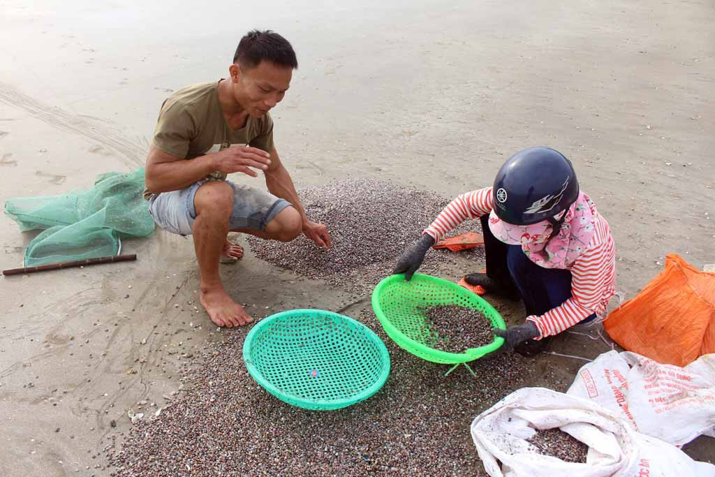 Mỗi ngày, ngư dân Nghệ An săn được hàng tấn ốc cườm nhập bán cho nhà hàng với giá 7.000 đồng/kg. Ảnh: Việt Hùng