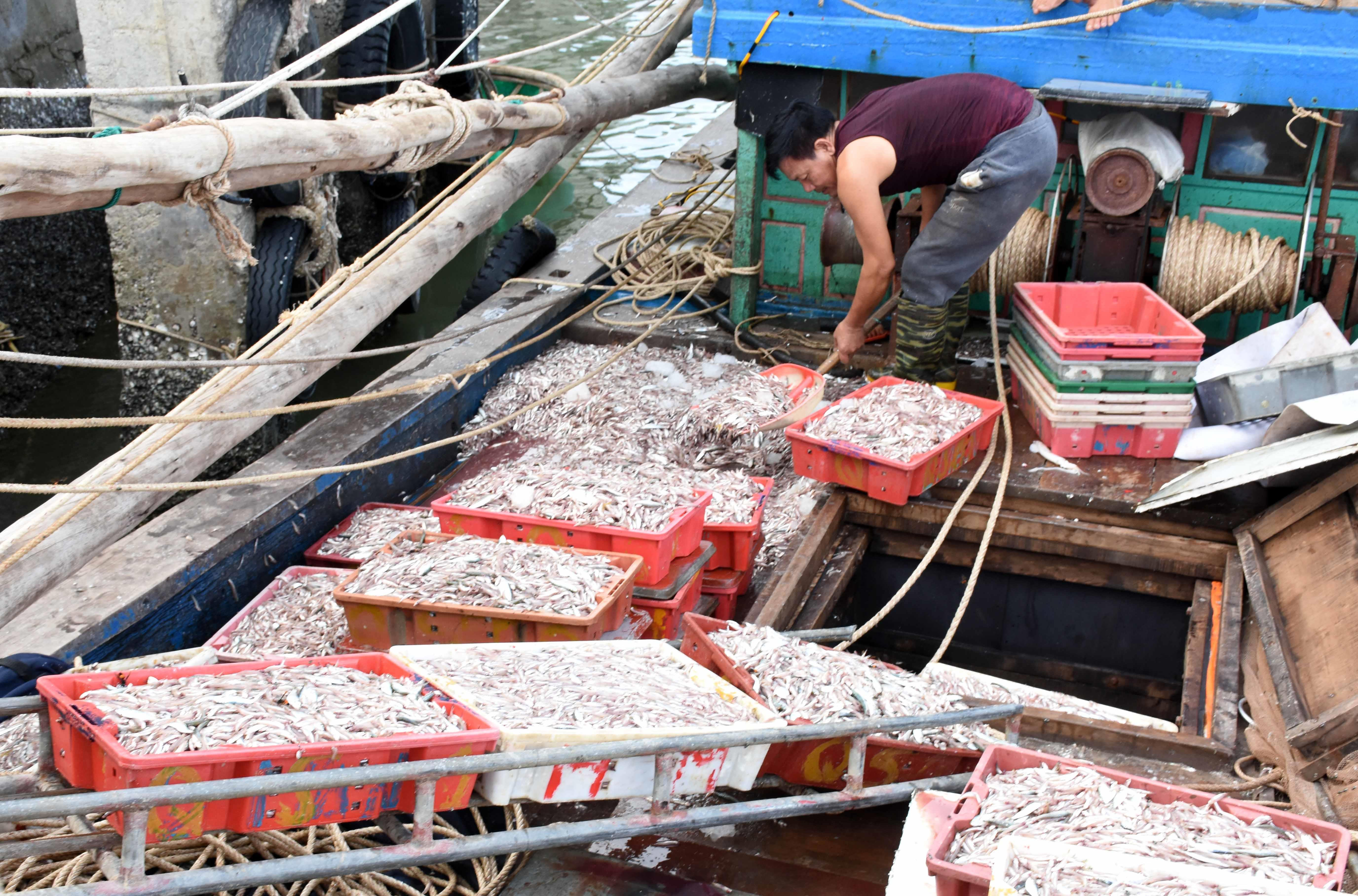 Đến trưa 1/8, những chuyến biển cuối cùng của ngư dân Hoàng Mai đã cập bến để tiêu thụ hải sản. Ảnh: Thanh Yên