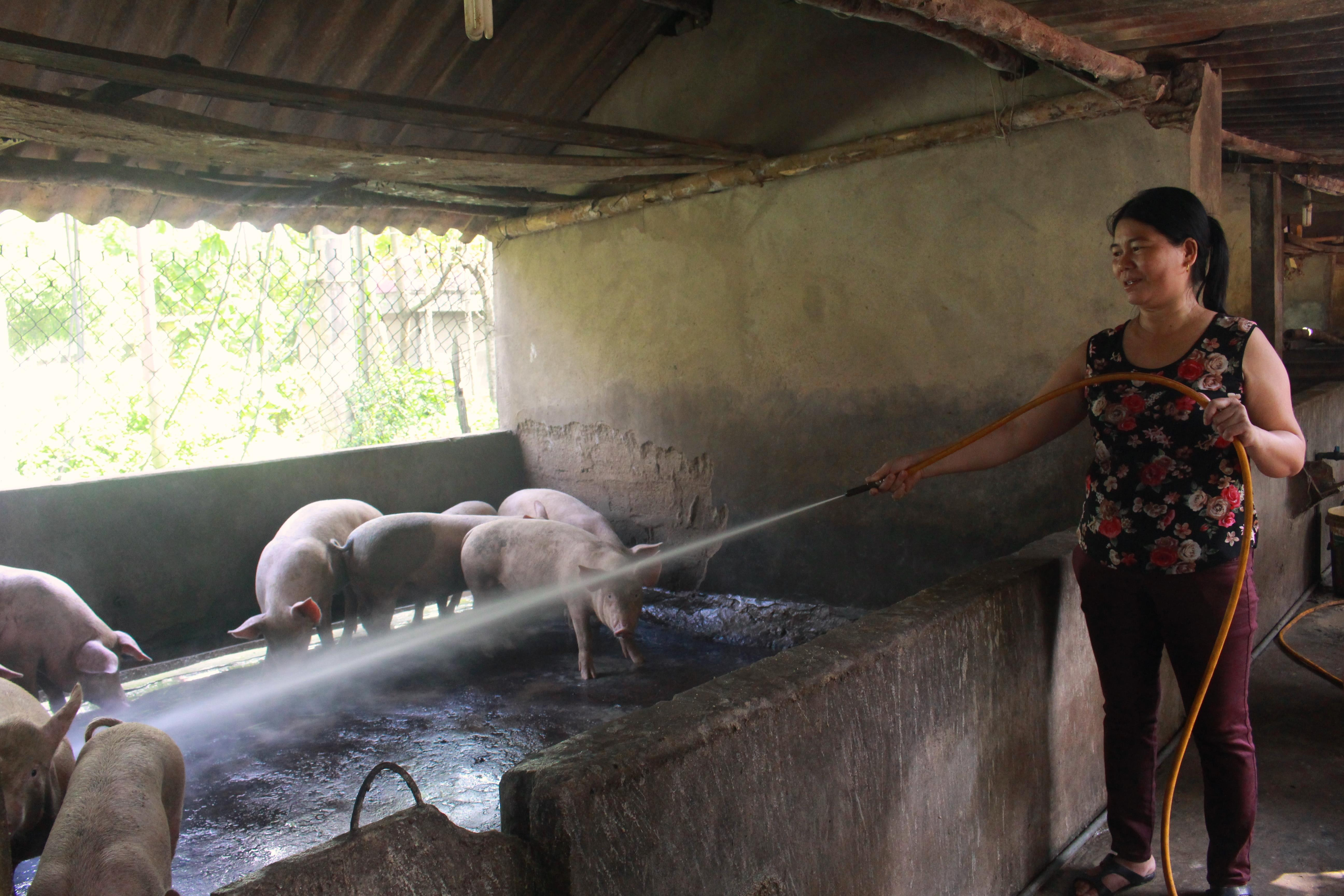 Gia đình chị Bùi Thị Dũng ở thôn 7 xã Thạch Sơn, là một trong những hộ dân vươn lên làm giàu từ mô hình chăn nuôi Lợn thịt có quy mô lớn