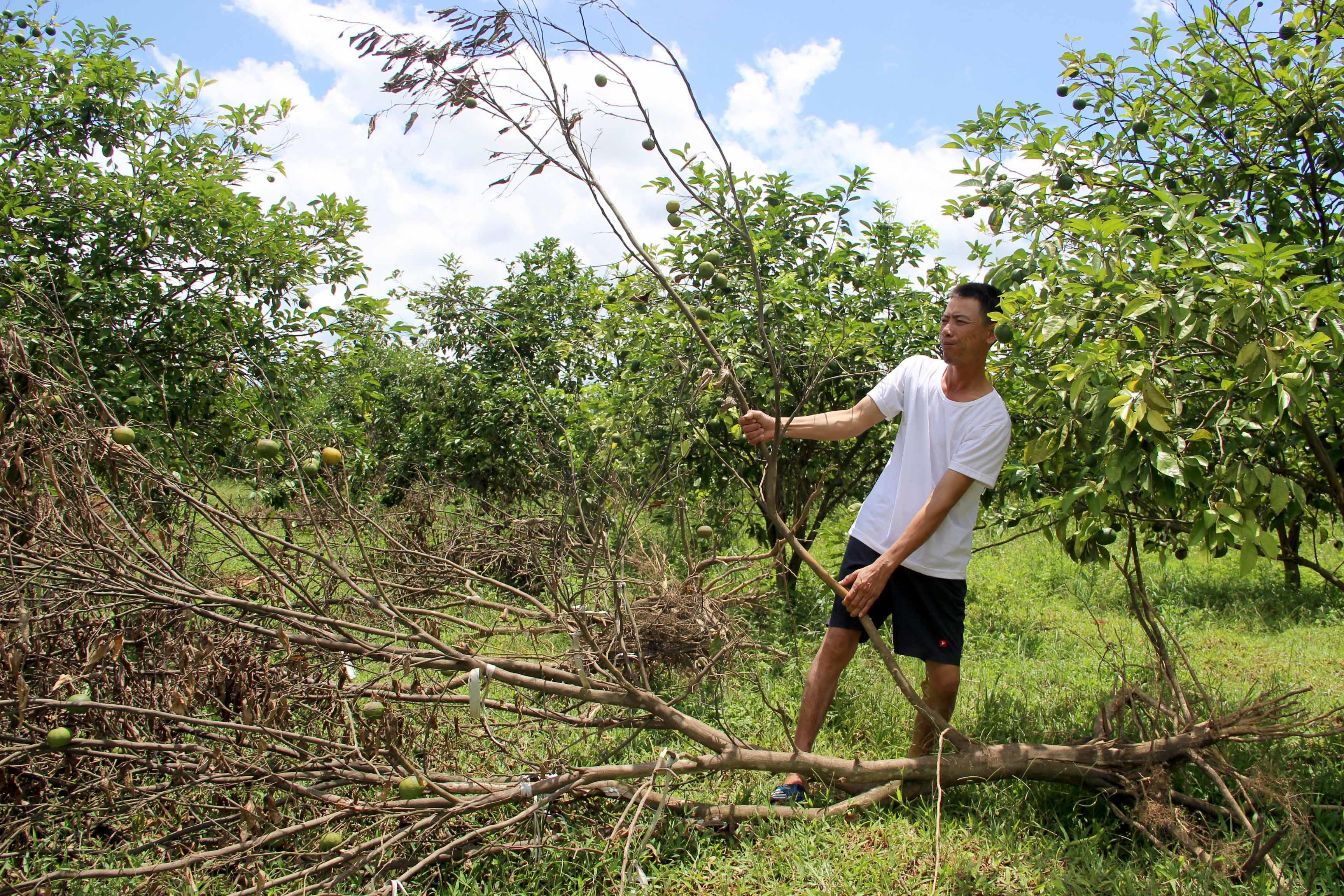 Vườn cam của gia đingf ông Phan Văn Mạnh, xóm Minh Tâm, xã Minh Hợp đã phải chặt bỏ nhiều cây vì sâu bệnh và năngs hạn. Ảnh: Xuân Hoàng