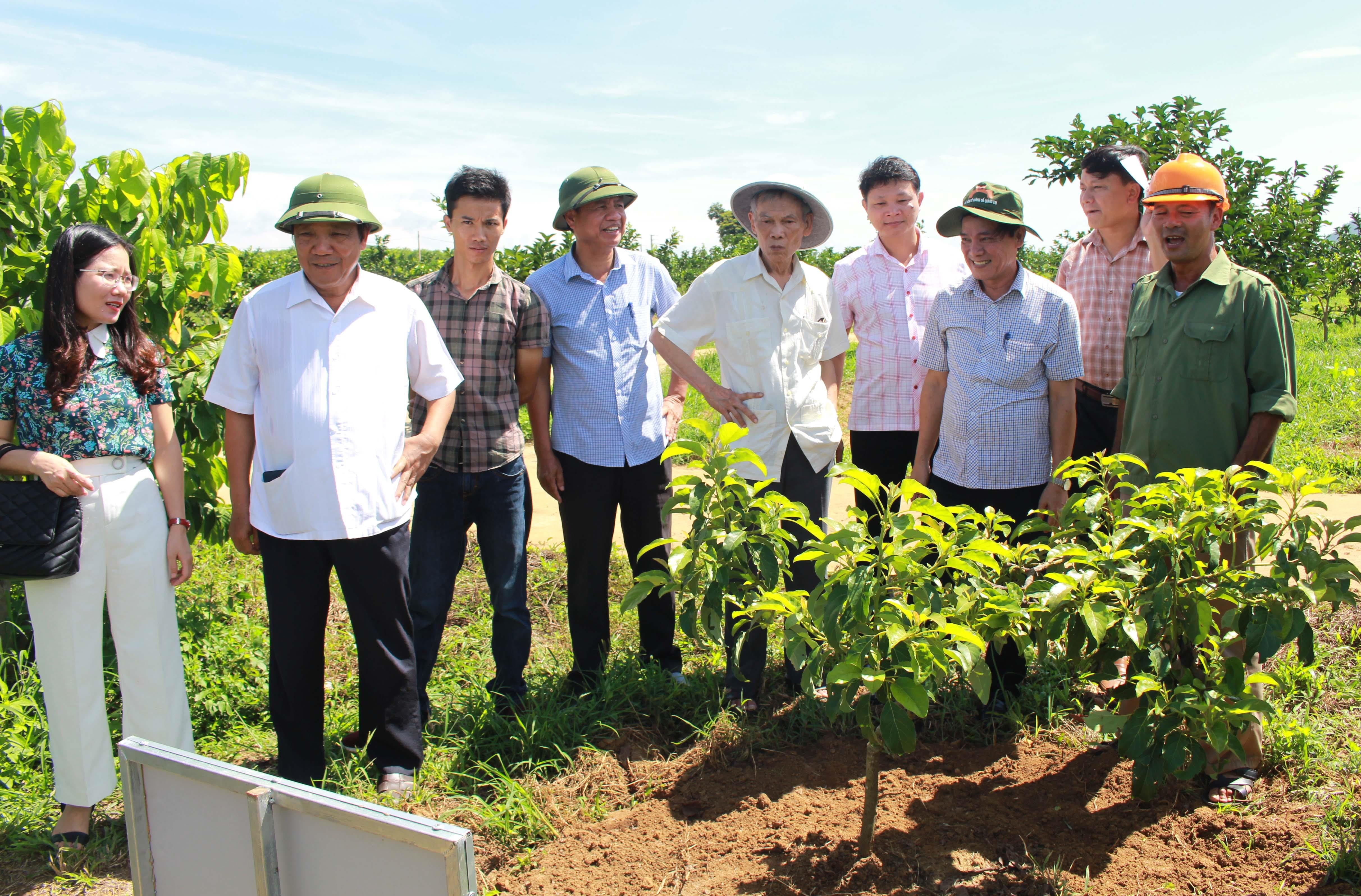 Tham quan mô hình trồng bơ của Hợp tác xã 1/5 huyện Nghĩa Đàn. Ảnh: Phương Thúy