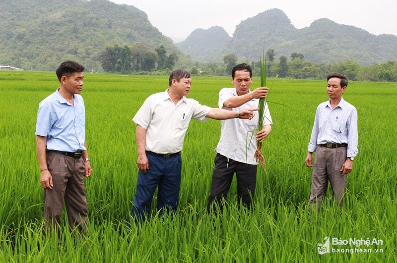 Nhằm nâng cao chất lượng đội ngũ cán bộ, những năm qua, với sự chỉ đạo quyết liệt và cách làm phù hợp, huyện Quỳ Hợp đã thực hiện tốt công tác luân chuyển, điều động đảng viên, cán bộ lãnh đạo.